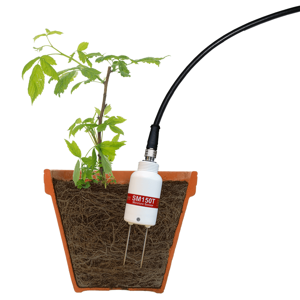 SM150T Soil Moisture Sensor in raspberry plant pot